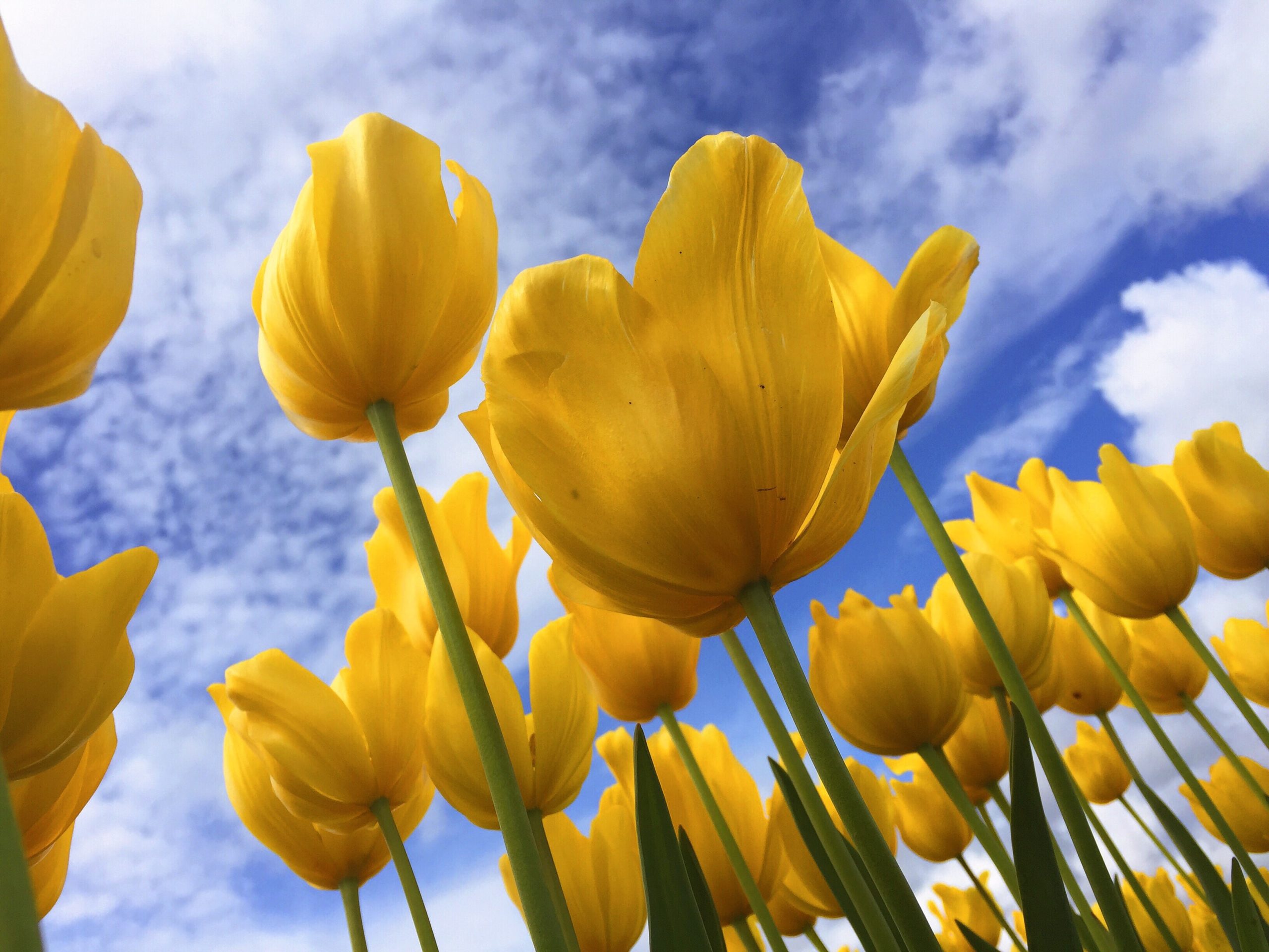 Daffodils